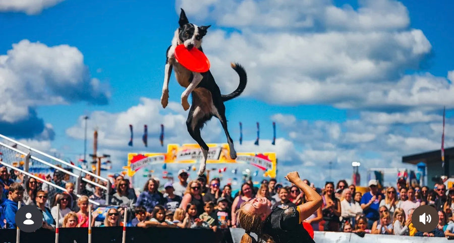 Active dogs enjoying raw nutrition