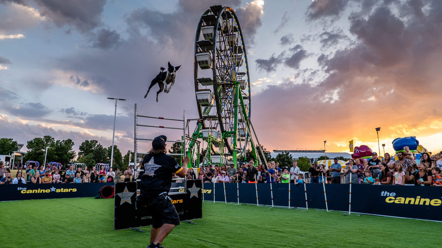 Active dogs enjoying raw nutrition